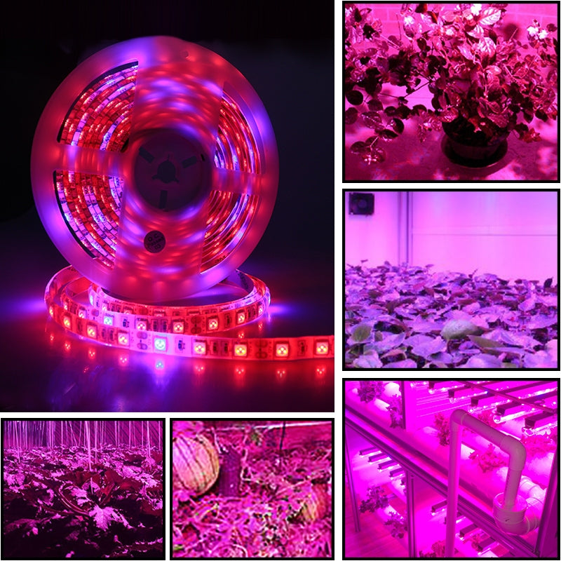5m-300-LEDs-SMD-5050-Full-Spectrum-LED-Strip-Light-Fitolampy-Grow-Lights-for-Greenhouse-Hydroponic-Plant-Waterproof(5-Red-1-Blue)