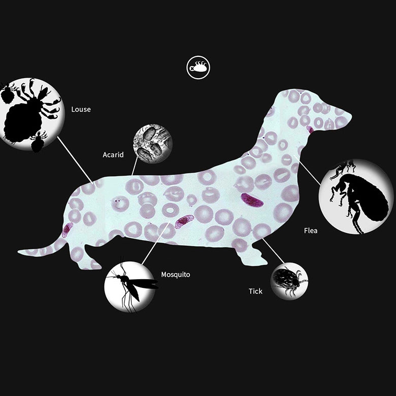 Pet-Flea-&-Anti-Lice-Collar-Pet-In-Vitro-Insect-Repellent-Ring,-Size:Cat/38cm